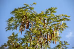 Tree canopy with long hanging seed pods against a blue sky
