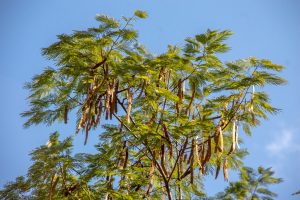 Tratamiento depresión con 5 MeO DMT