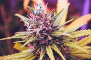 Usos del cannabis en la medicina actual