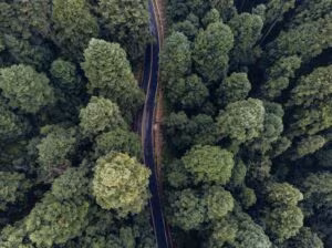 Vista aèria d'una carretera que travessa un bosc frondós