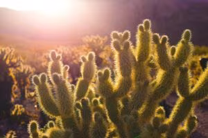 Cholla cactus backlit at sunset in the desert